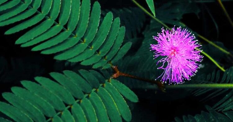 mimosa seeds Pudica help to remove parasites from the body
